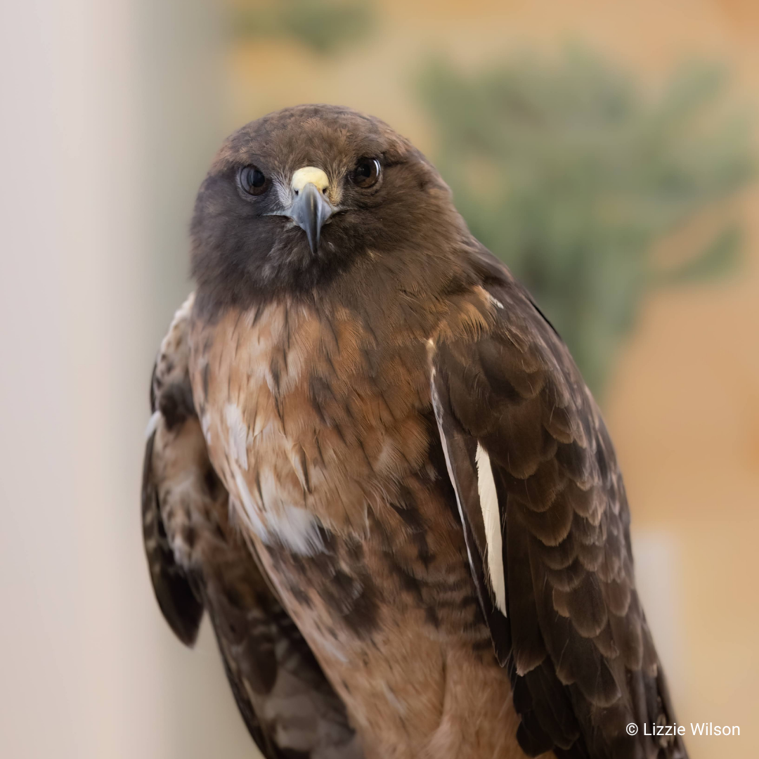 Calurus, HawkWatch International Red-tailed Hawk Raptor Ambassador