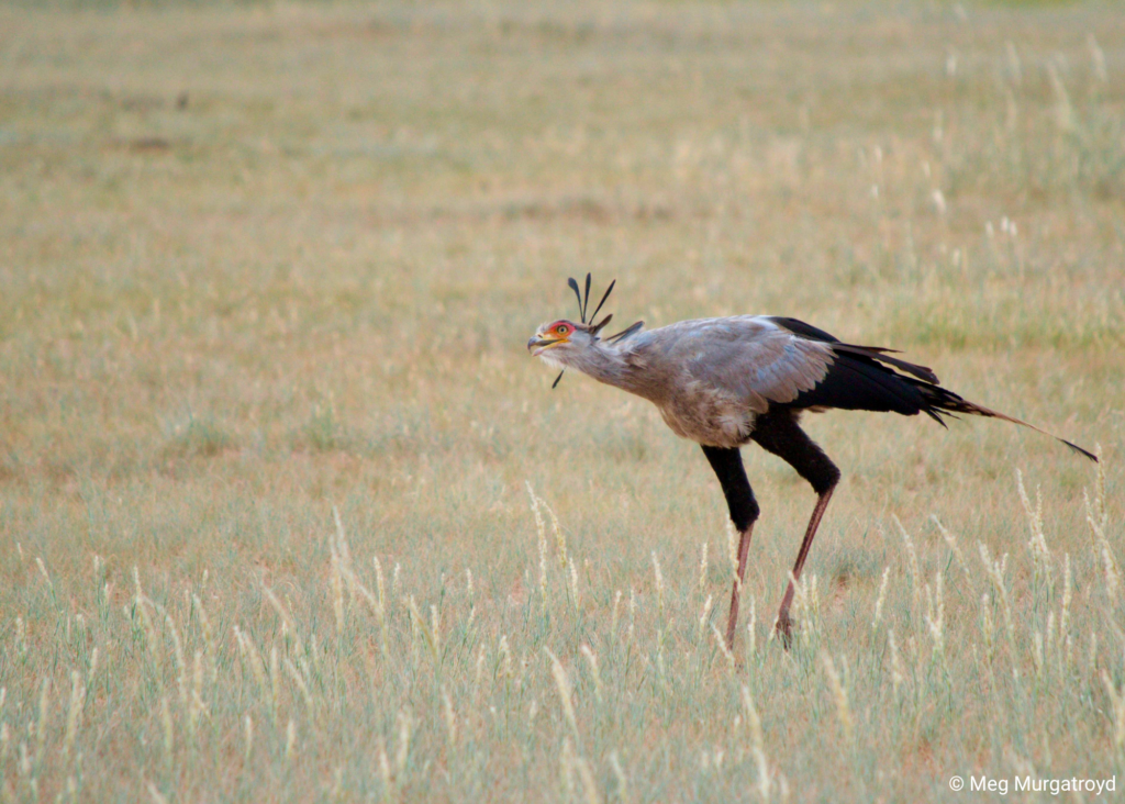 Secretarybird in South Africa