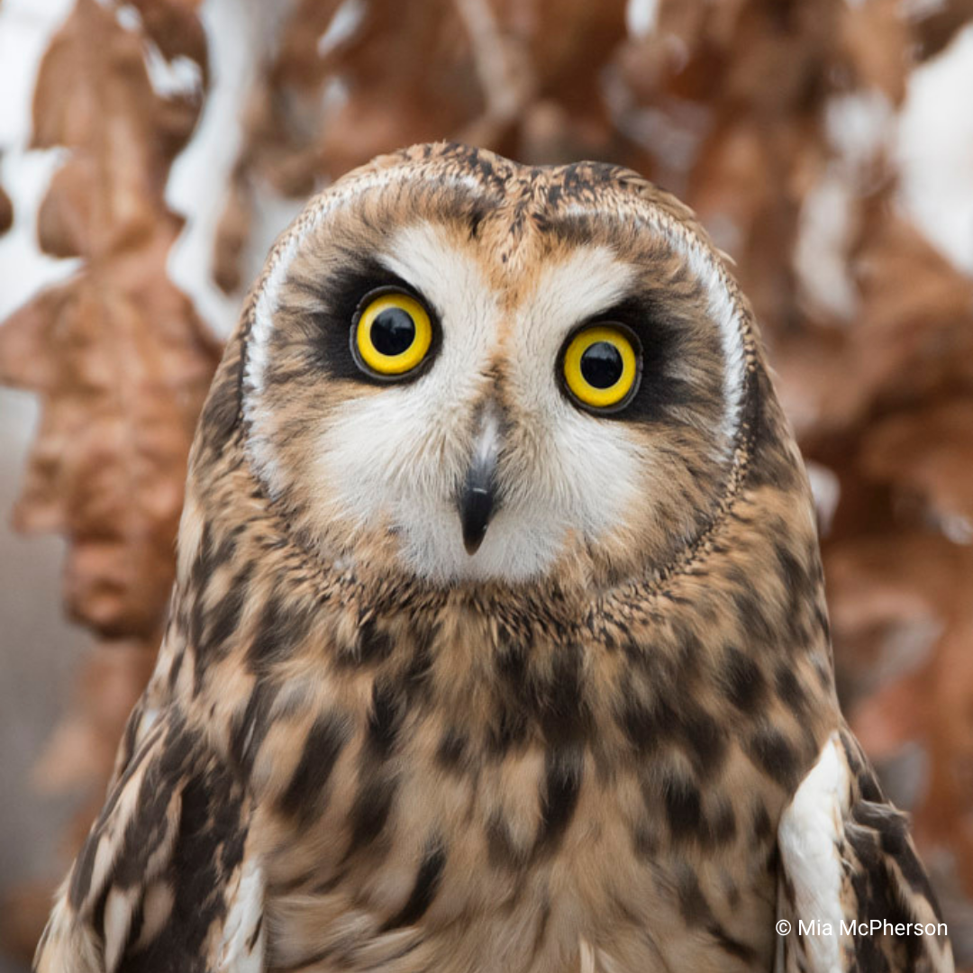 Galielo, HawkWatch International Short-eared Owl Raptor Ambassador