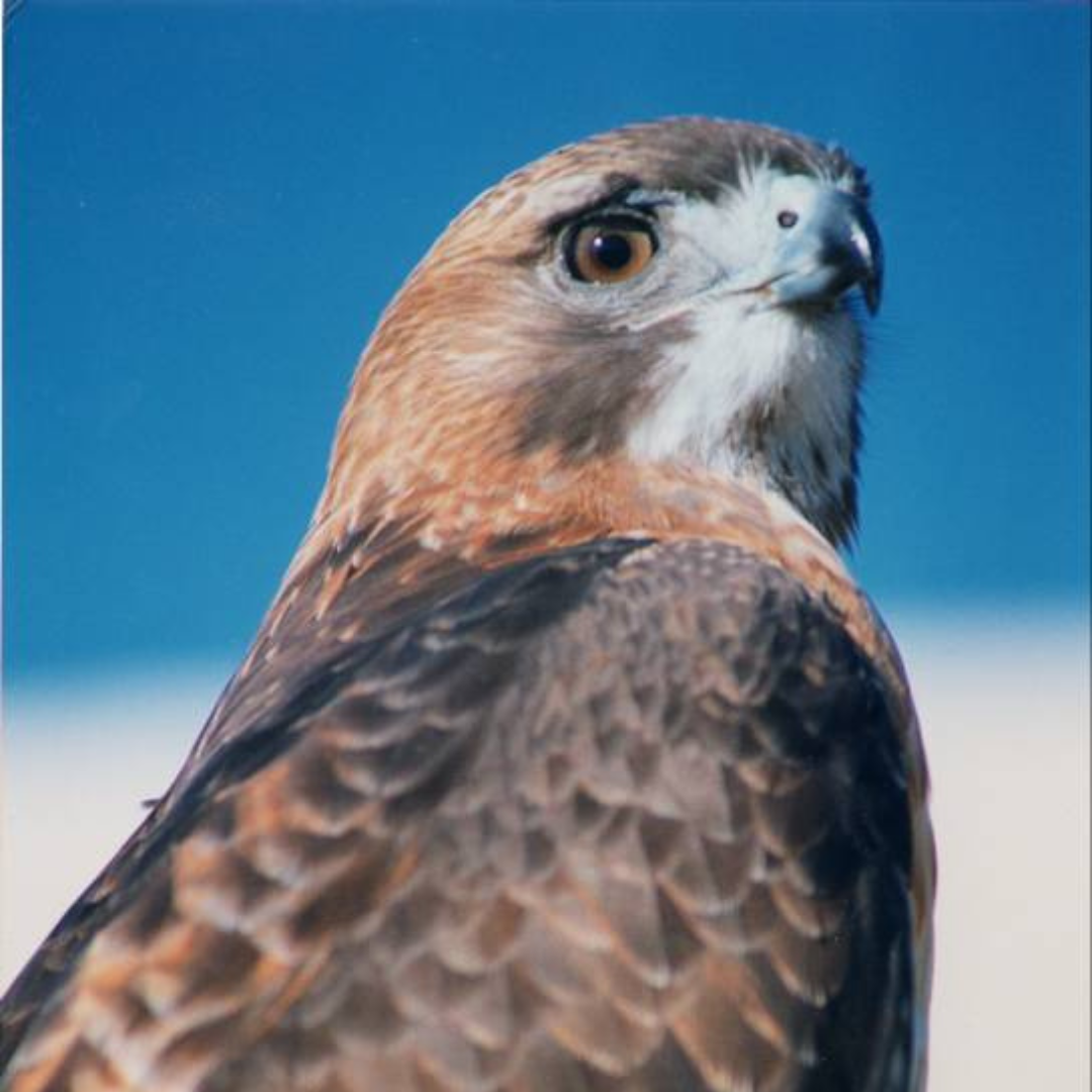 Gavilan, HawkWatch International Red-tailed Hawk Raptor Ambassador