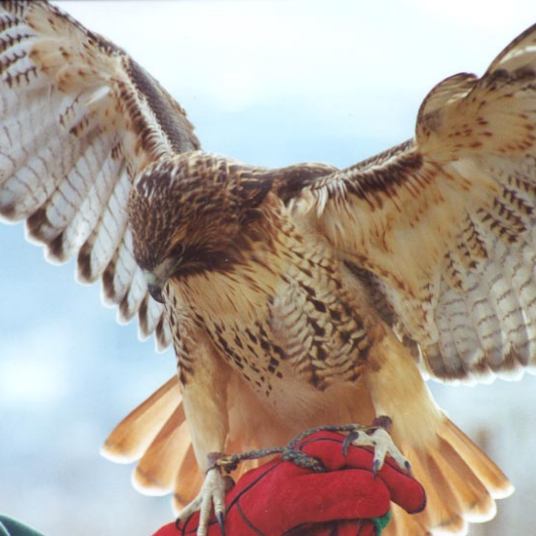 Halcon, HawkWatch International Red-tailed Hawk Raptor Ambassador