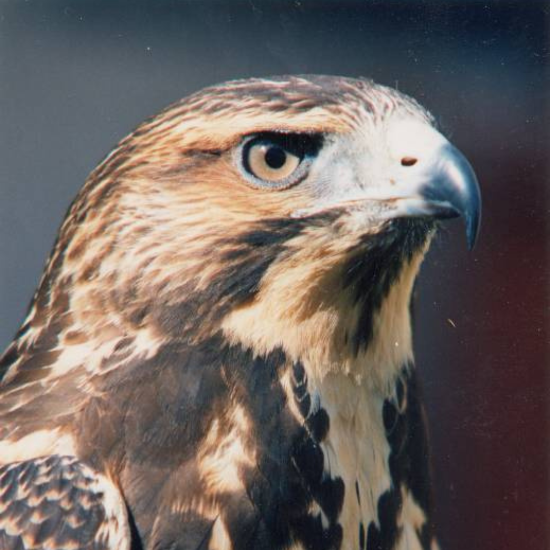 Kree, HawkWatch International Swainson's Hawk Raptor Ambassador