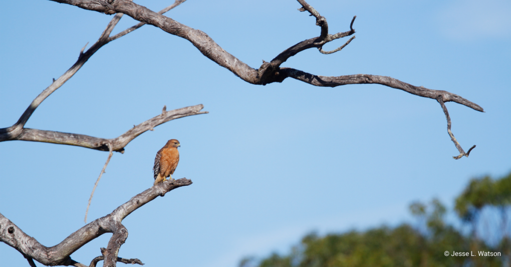 Red-shouldered Hawk perched in a tree taken by Jesse L. Watson