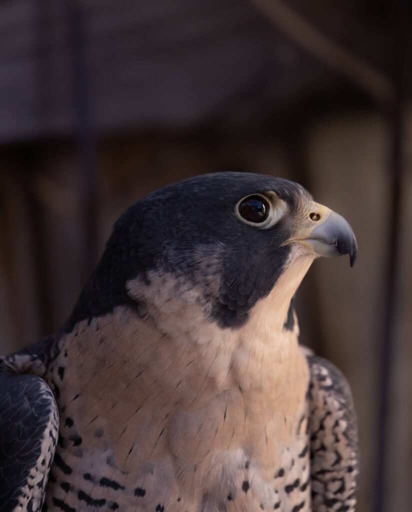 Goose the Peregrine Falcon Raptor Ambassador. Photo by Lizzie Wilson.