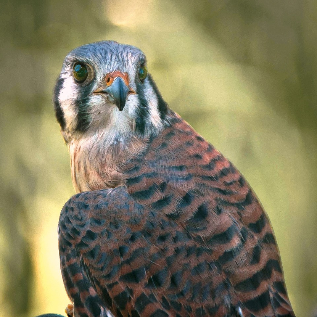 Yaki, HawkWatch International American Kestrel Raptor Ambassador