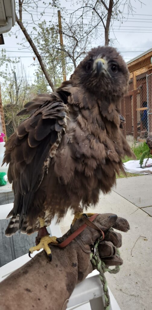 Aurora the Swainson's Hawk rousing