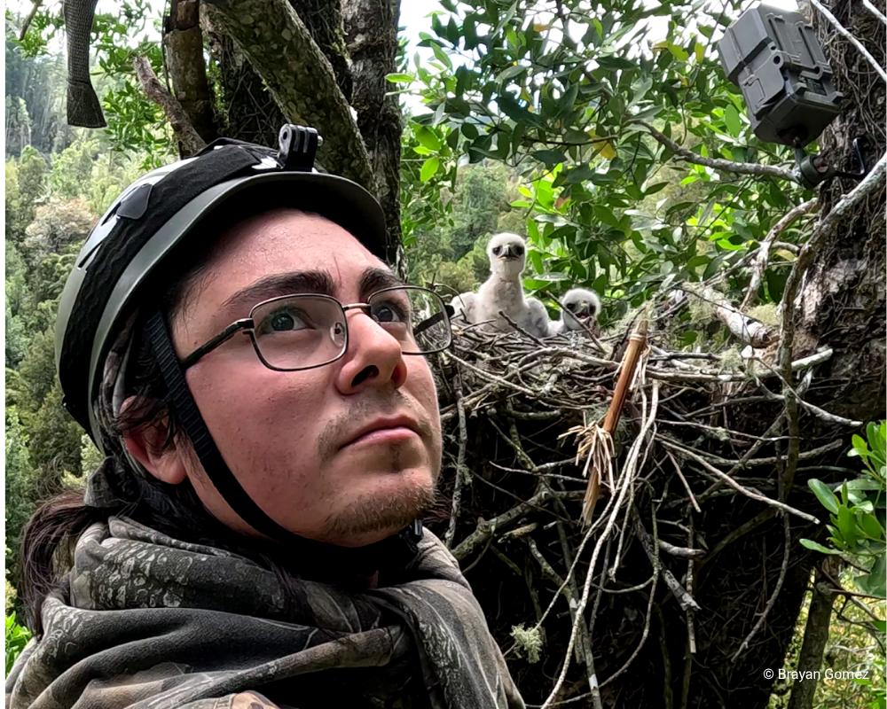 Global Raptor Research and Conservation Grant recipient Brayan Gomez in a Rufous-tailed Hawk nest