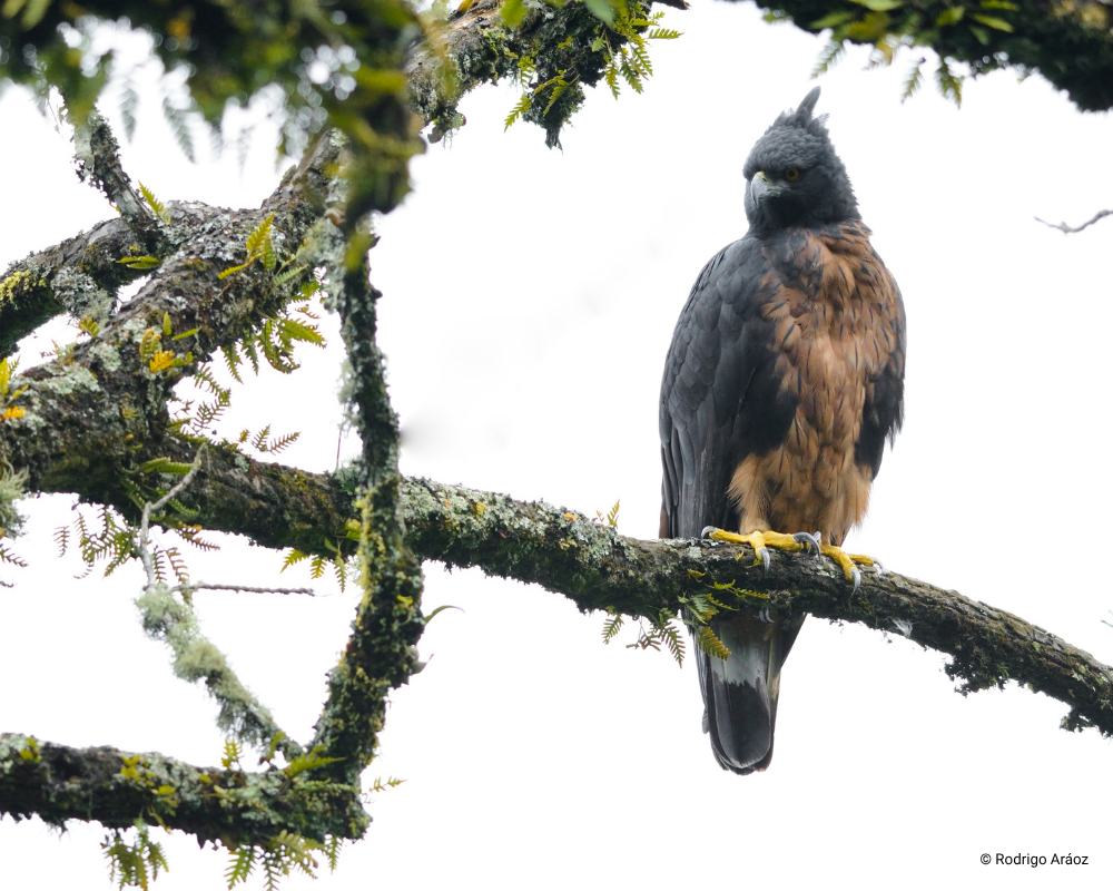 Perched Black-and-chestnut Eagle