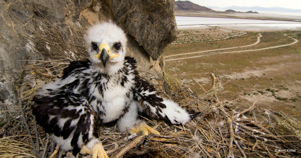 nestling golden eagle in nest