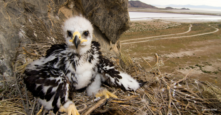 nestling golden eagle in nest