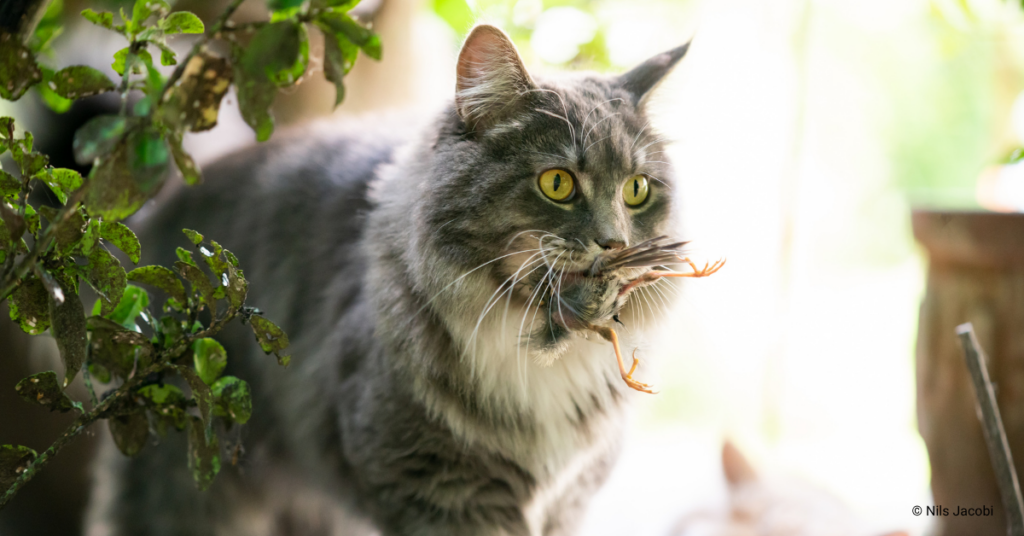 The Hunter in Your House: How people who love birds and cats can do right by both