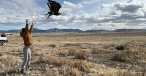 Dr. Jordan Herman releasing recently banded and tagged Golden Eagle "WV"