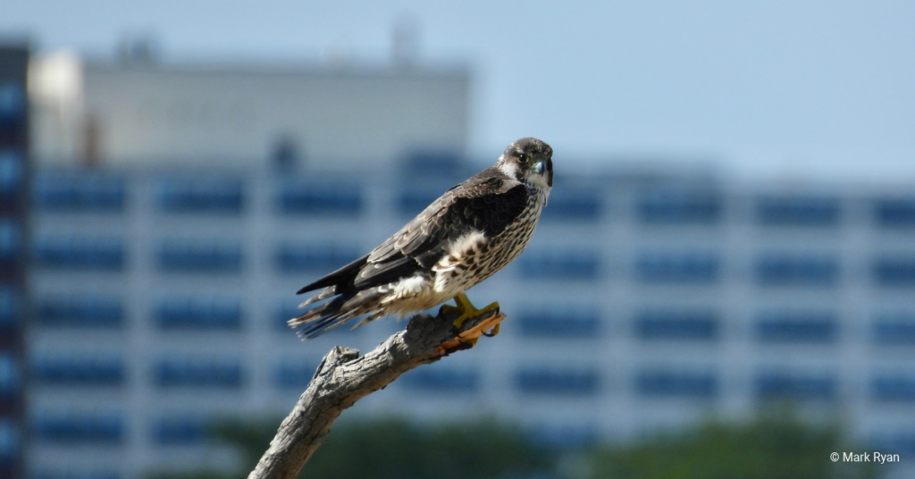 Juvenile Peregrine Falcon perched in front of a building